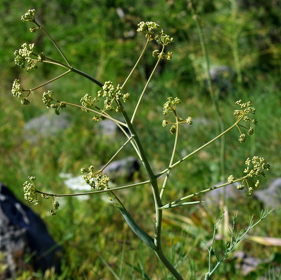 Изображение особи Ferula ceratophylla.