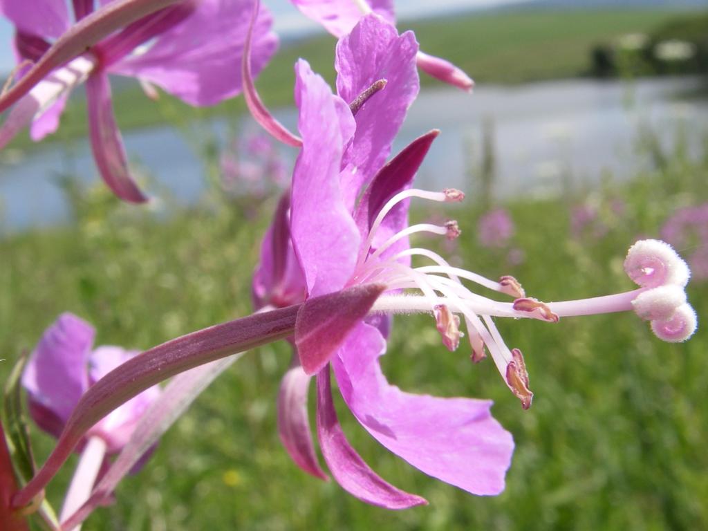 Image of Chamaenerion angustifolium specimen.