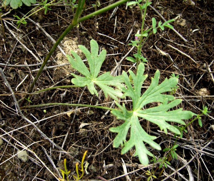 Image of Delphinium turkmenum specimen.