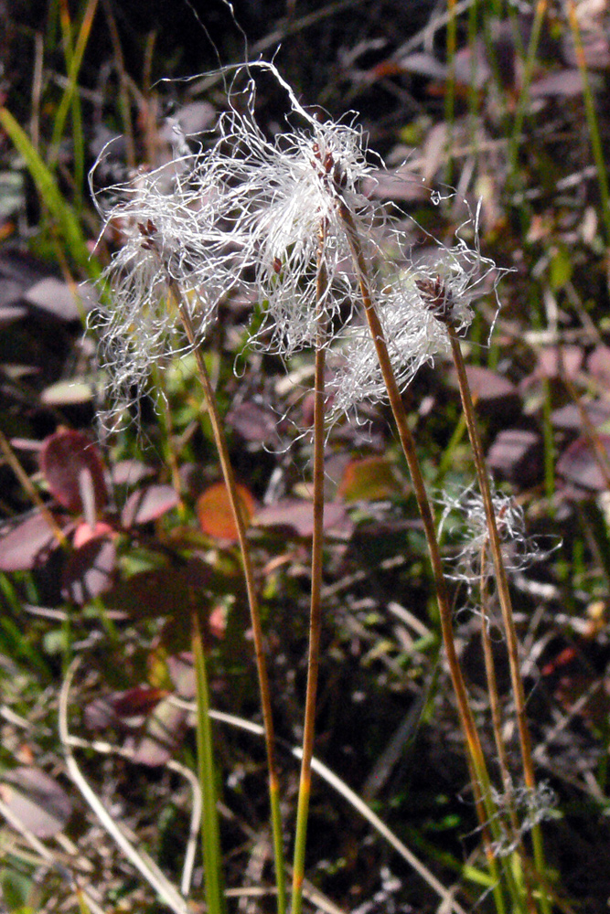 Изображение особи Trichophorum alpinum.