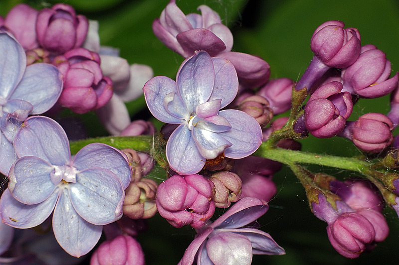 Изображение особи Syringa vulgaris.