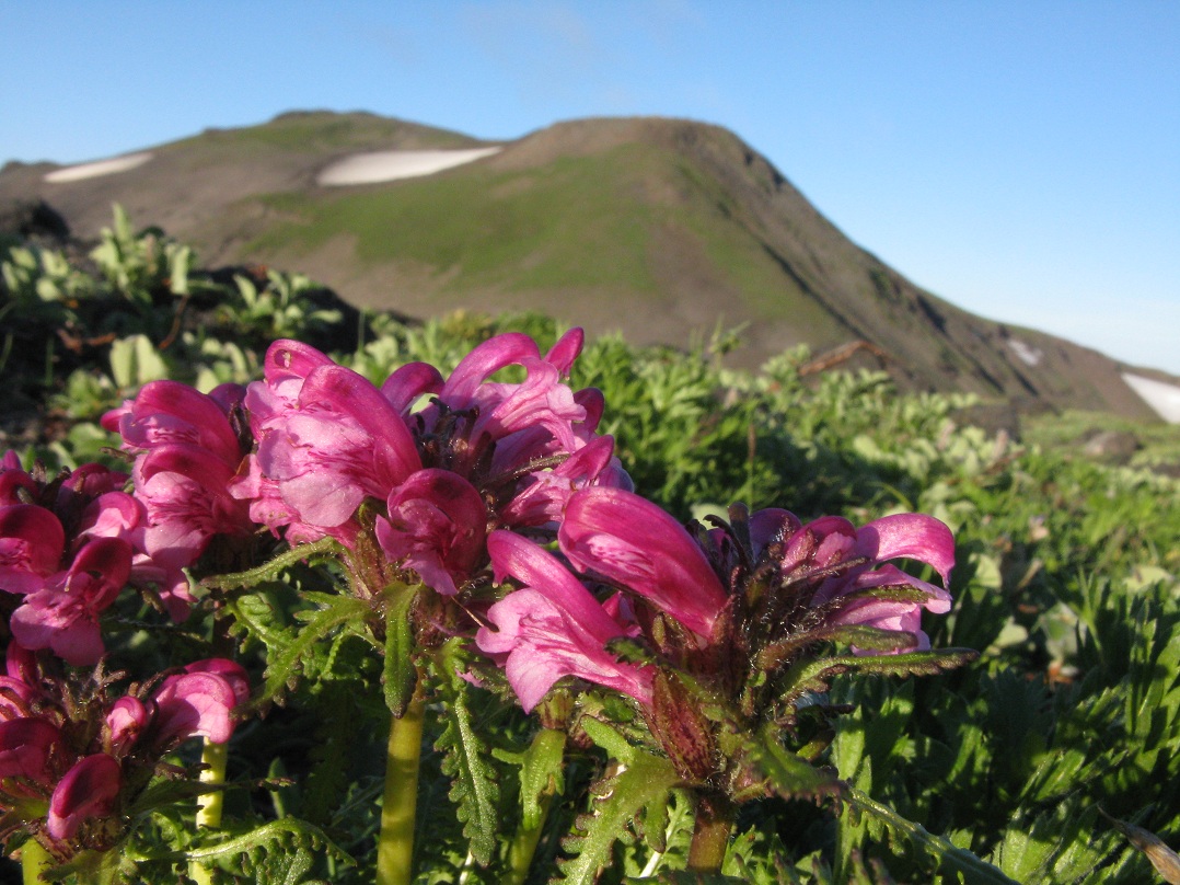 Image of Pedicularis sudetica specimen.