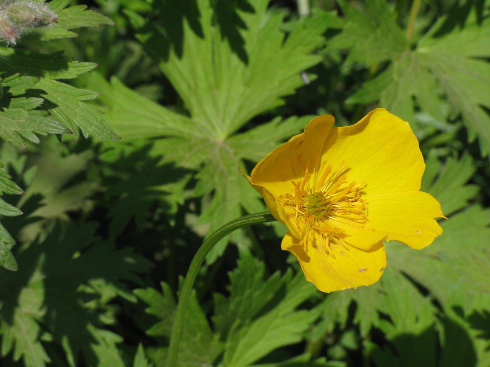 Image of Trollius riederianus specimen.