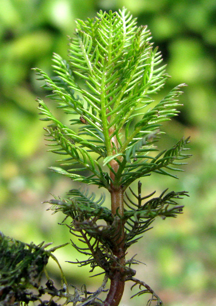 Image of Myriophyllum sibiricum specimen.