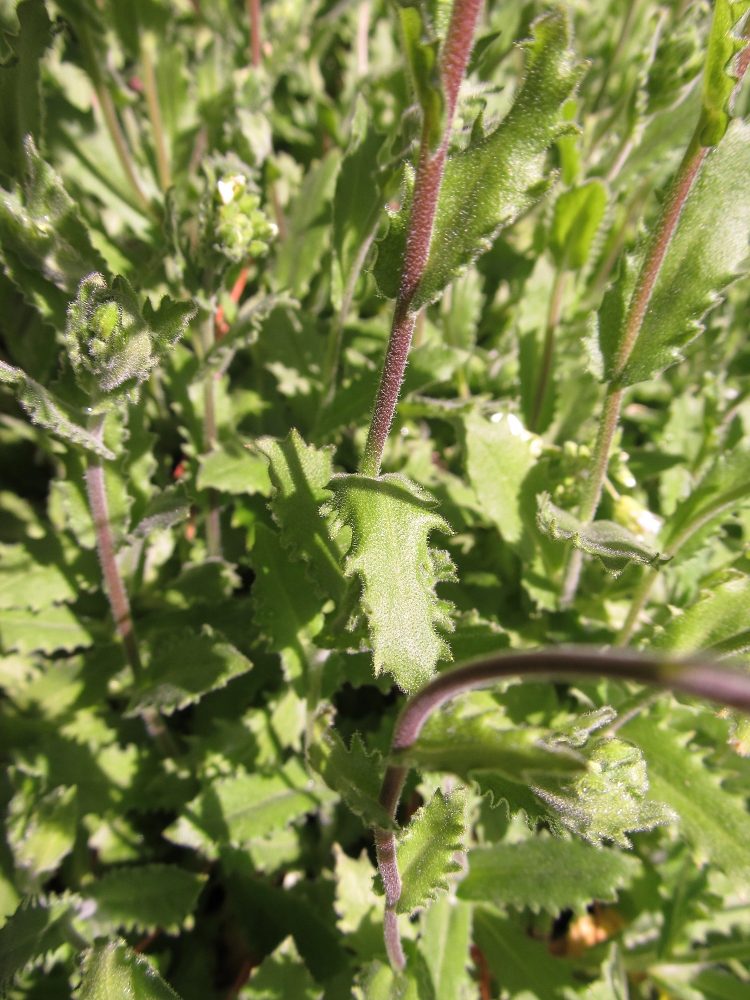 Изображение особи Arabis alpina.