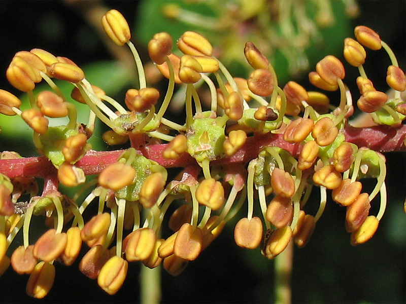 Изображение особи Ceratonia siliqua.