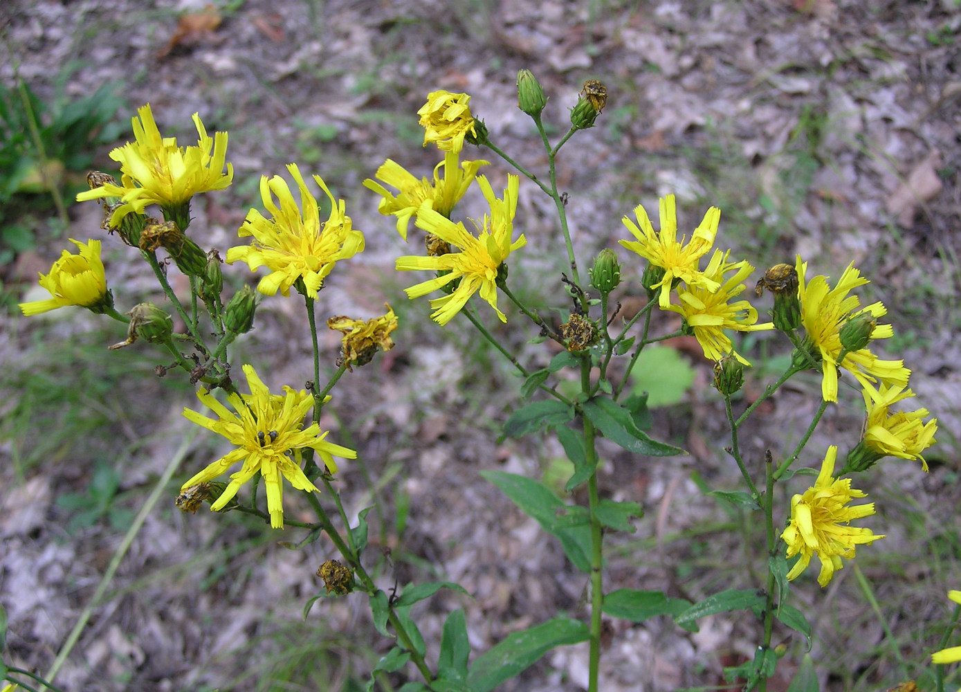 Изображение особи Hieracium umbellatum.