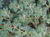 Euphorbia peplis. Побеги с цветками и незрелым плодом. Абхазия, песчаный берег моря. 10.09.2008.
