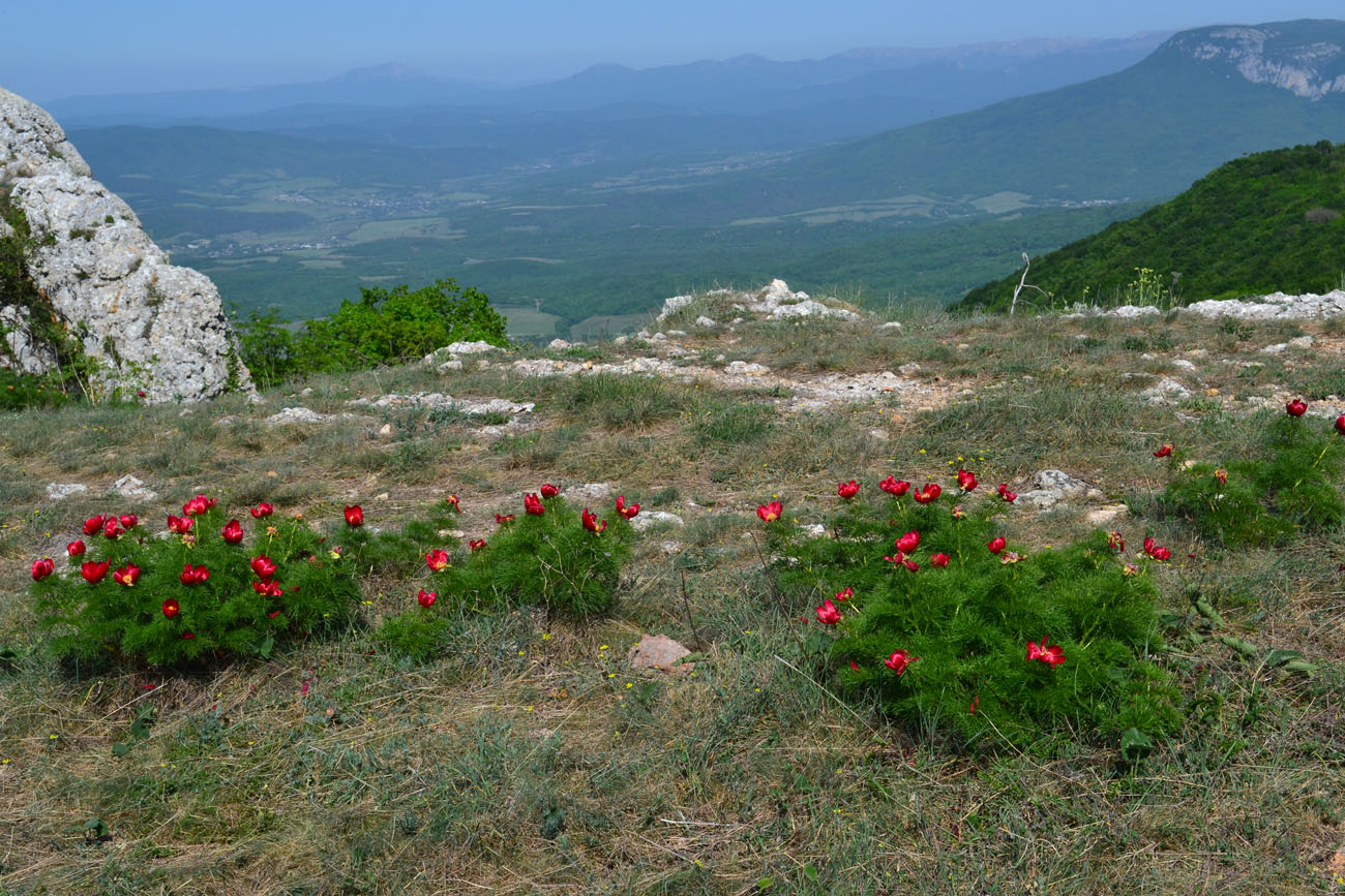 Изображение особи Paeonia tenuifolia.