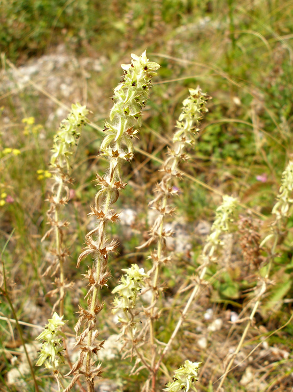 Image of Sideritis montana specimen.