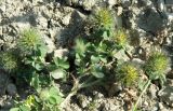 Trifolium lappaceum. Отцветающее растение. Черноморское побережье Кавказа, щель Прасковеевская, сухой луг под пастбищем. 09.06.2012.