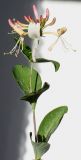 Lonicera × heckrottii. Верхушка побега с соцветием в начале цветения. Германия, г. Кемпен, на живой изгороди. 17.06.2012.