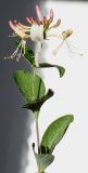 Lonicera × heckrottii