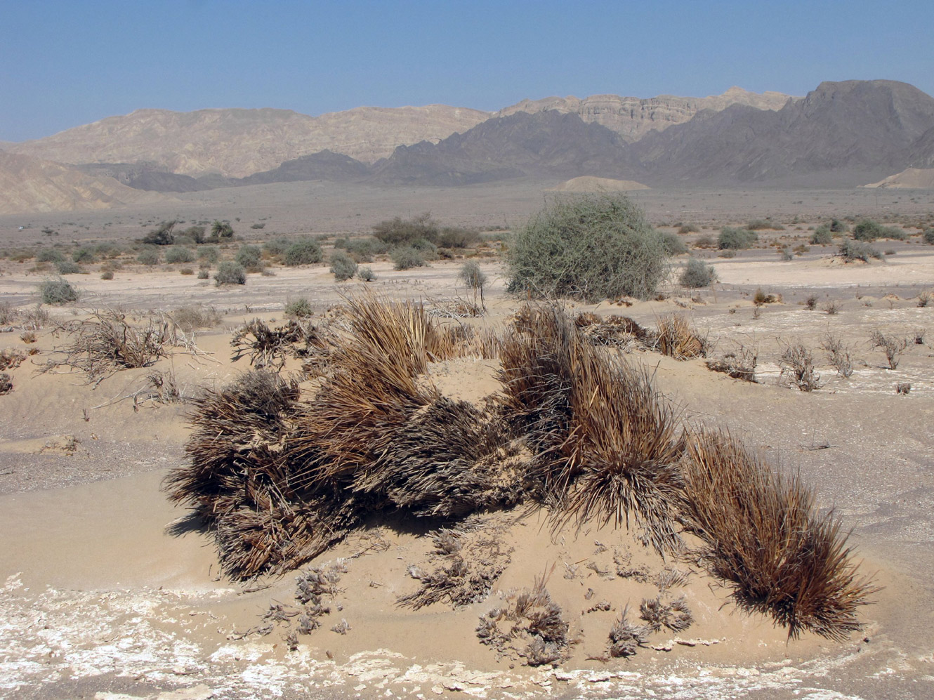 Image of Eragrostis bipinnata specimen.