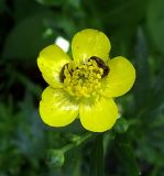 Ranunculus repens