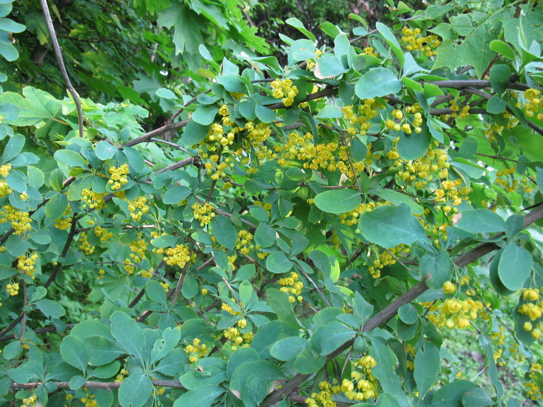 Image of Berberis vulgaris specimen.