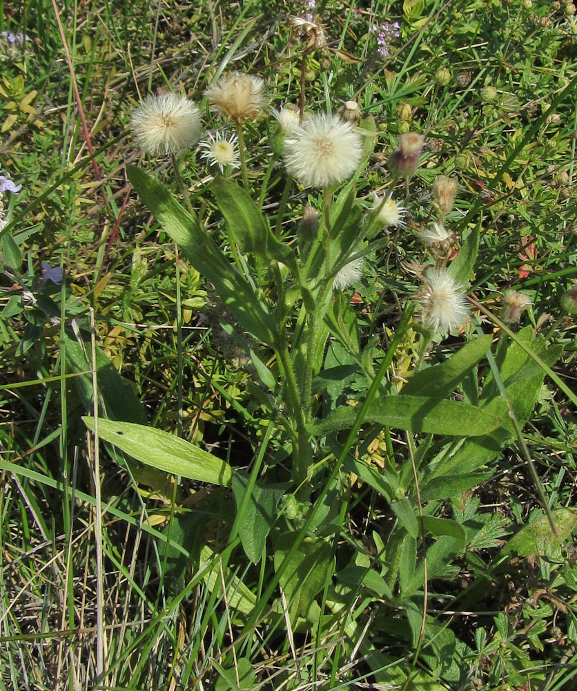 Изображение особи род Erigeron.