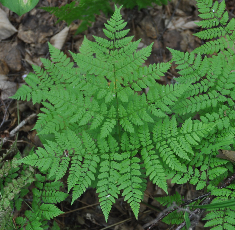 Image of Dryopteris amurensis specimen.