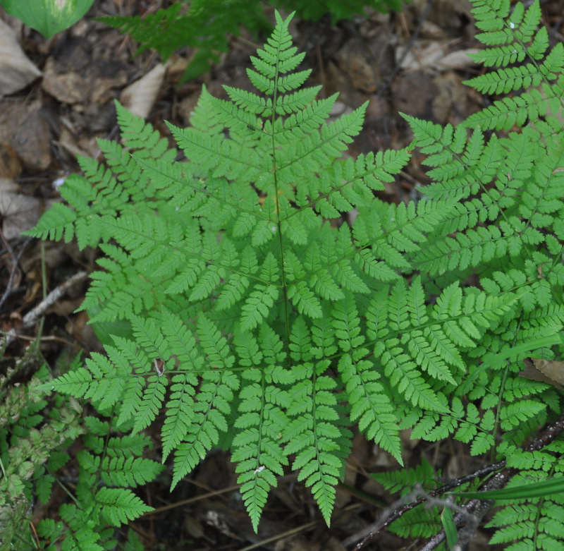 Изображение особи Dryopteris amurensis.