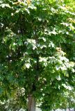 Aesculus glabra. Часть кроны плодоносящего дерева. Австрия, Вена, Народный парк. 10.09.2012.