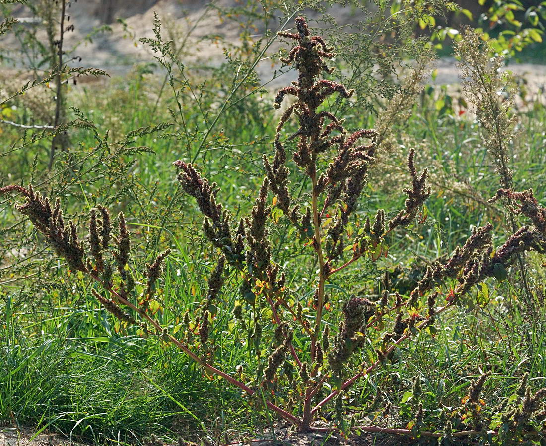 Image of genus Amaranthus specimen.