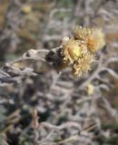 Helichrysum arenarium. Соплодия. Крым, гора Чатырдаг, нижнее плато. 29 сентября 2012 г.