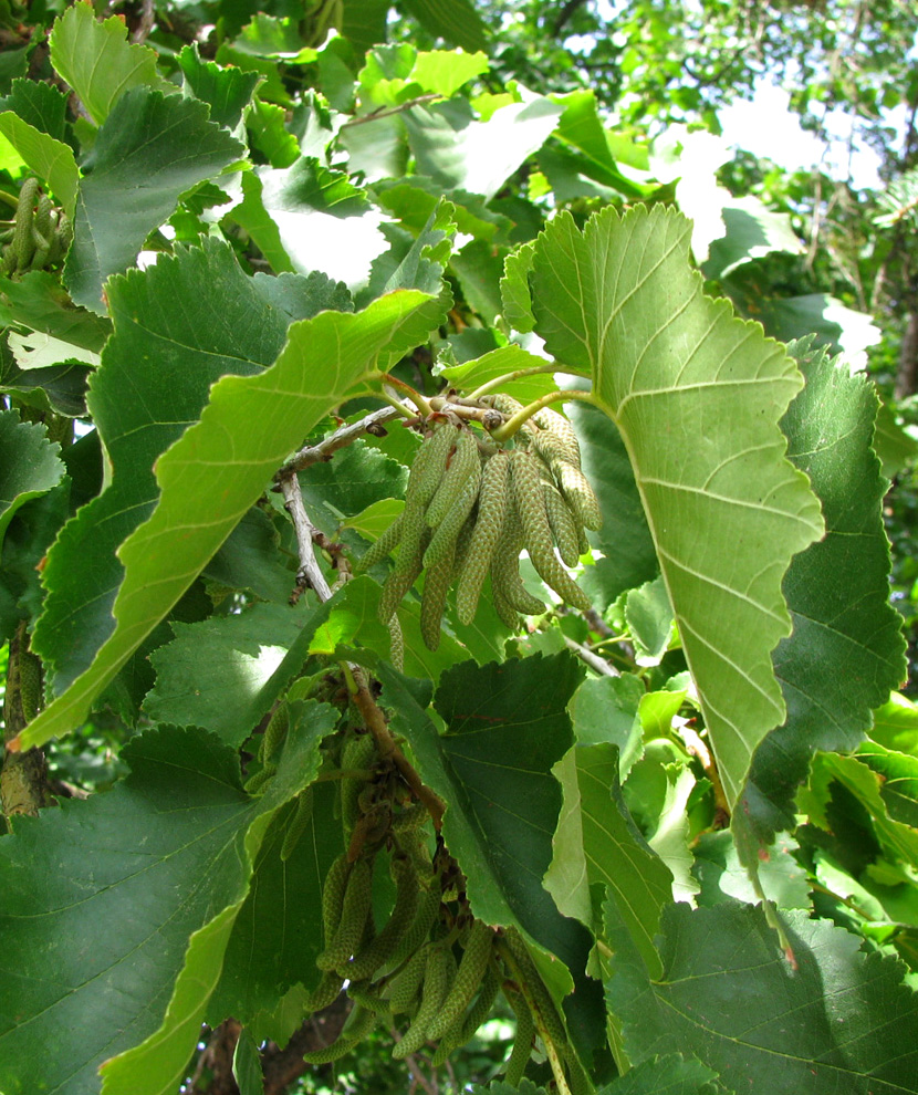 Изображение особи Corylus colurna.