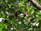 Platanus &times; acerifolia