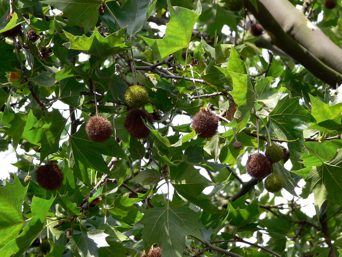 Изображение особи Platanus &times; acerifolia.