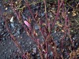 Chenopodium strictum