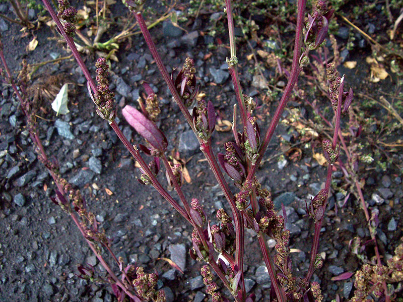 Изображение особи Chenopodium strictum.