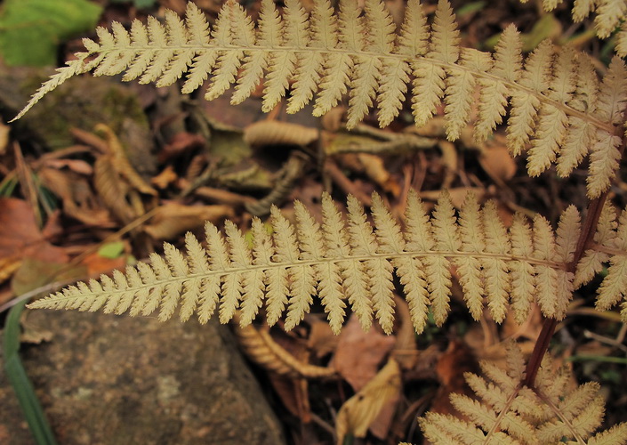 Изображение особи Athyrium monomachii.