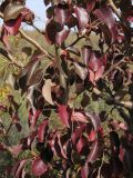 Pyrus pyraster. Ветви с листьями в осенней окраске. Саратовская обл., Саратовский р-н, залежь. 6 октября 2012 г.