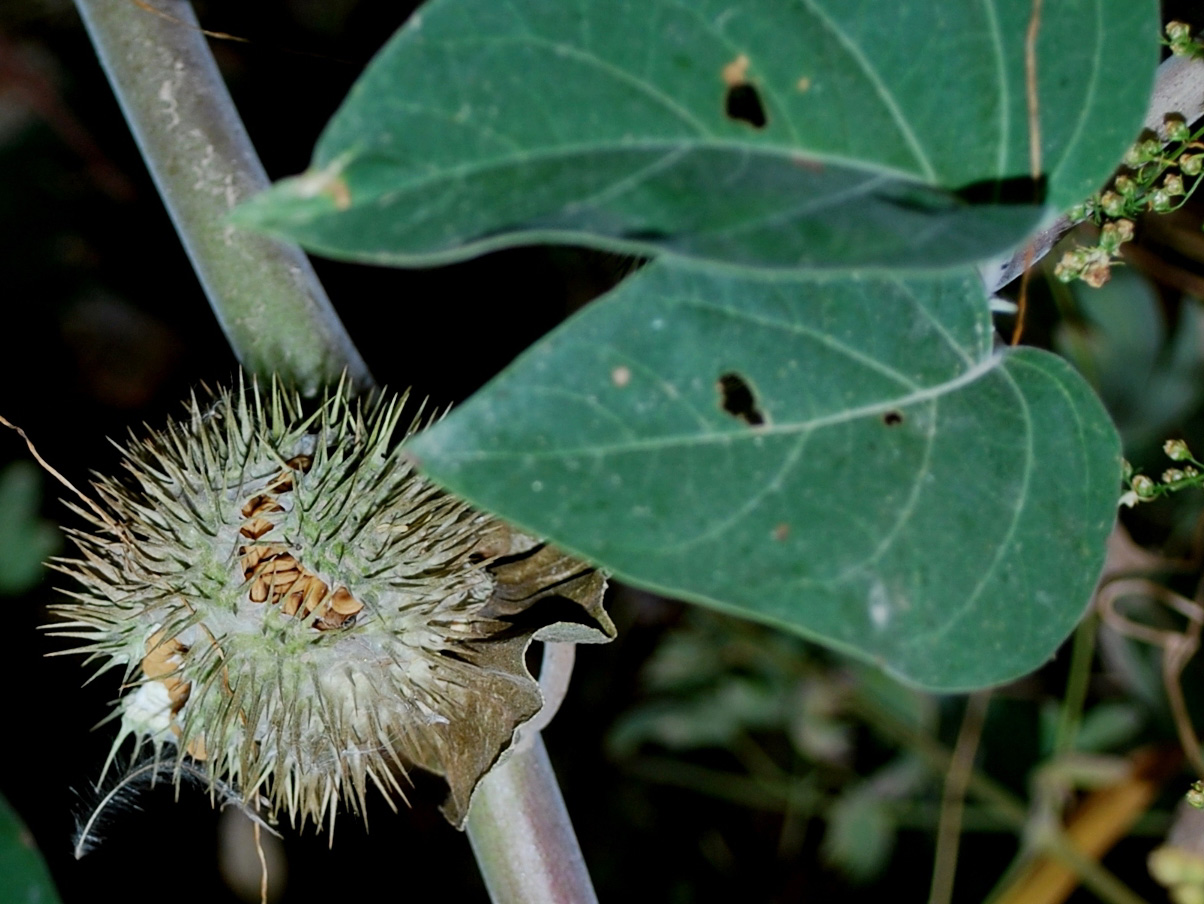 Изображение особи Datura wrightii.