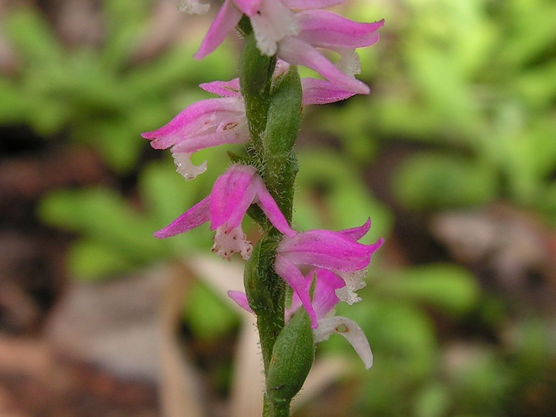 Изображение особи Spiranthes australis.