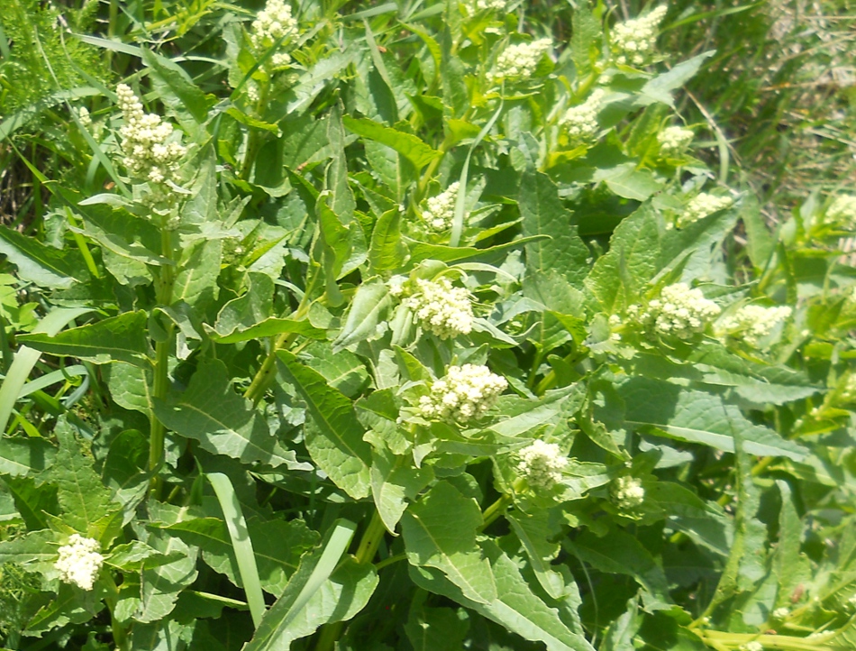 Image of Beta corolliflora specimen.