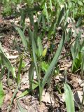 Tulipa biebersteiniana