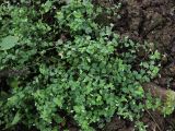 Veronica persica