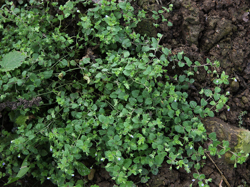Image of Veronica persica specimen.