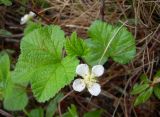 Rubus chamaemorus