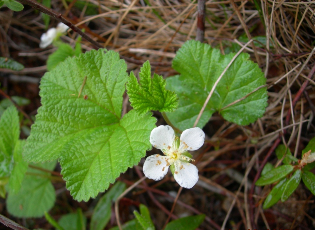 Изображение особи Rubus chamaemorus.