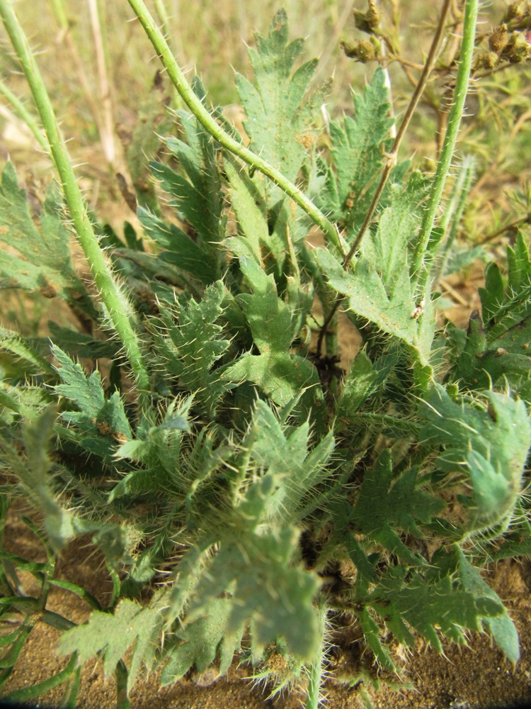 Image of Papaver nudicaule specimen.