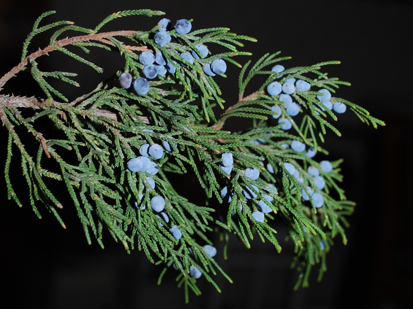 Изображение особи Juniperus virginiana.