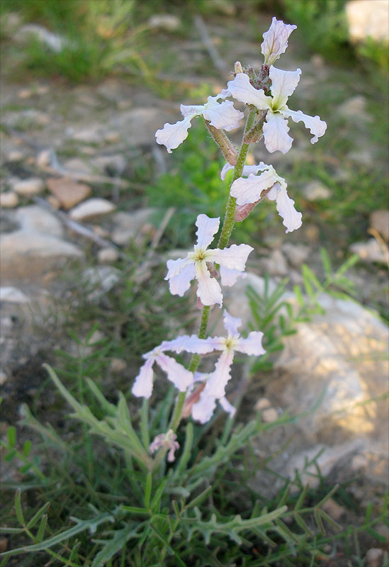 Изображение особи Matthiola longipetala ssp. livida.