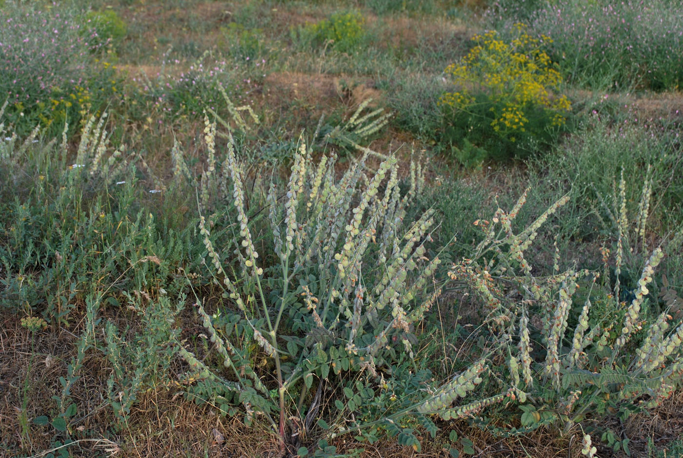 Image of Onobrychis chorassanica specimen.