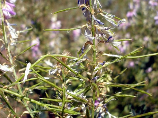 Изображение особи Galega officinalis.