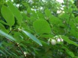 Symphoricarpos albus разновидность laevigatus