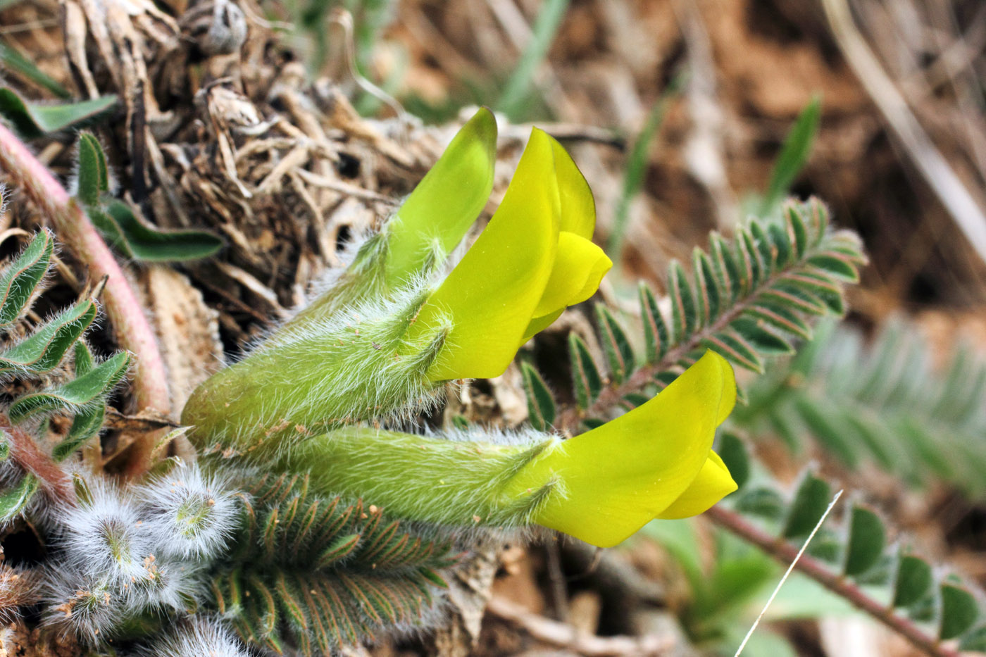 Изображение особи Astragalus atrovinosus.