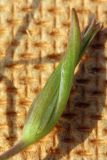 Image of taxon representative. Author is Анатолий Кузьмин