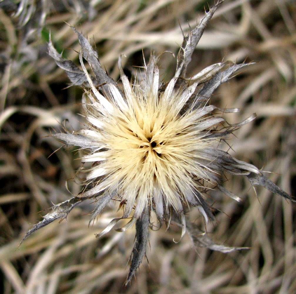 Image of Carlina vulgaris specimen.